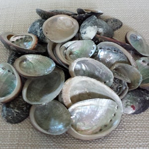 Décor de plage, coquilles d’ormeau, coquillages, coquillages, coquillages, coquillages artisanaux, décor nautique, décor côtier