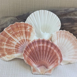 Scallop Shells, Beach Decor, Seashells, Shells, Craft Shells, Irish Flat Great Scallop Shells
