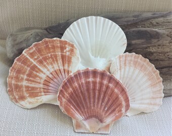 Scallop Shells, Beach Decor, Seashells, Shells, Craft Shells, Irish Flat Great Scallop Shells