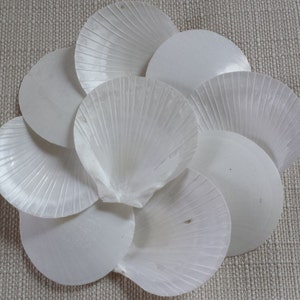 Beach Decor, Sun Shell, Scallop Shells, Craft Shells, Seashells, Shells, White Shells, White Scallop Seashells