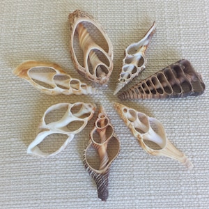 Sea Shells, Seashells, Shells, Bulk Seashells, Craft Shells, Cut Shells, Center Cut Shells