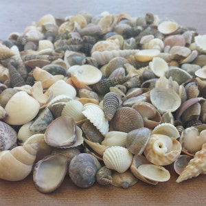 Craft Shells, Sea Shells, Tiny Shells, Small Shells, Beach Decor, Seashells, Shells, Bulk Shells, Beach Shells, Small India Mix Shells