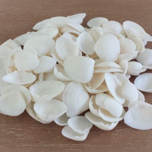 Clam Shells (200+), White Clam Shells, Tiny Shells, Small Shells, Beach Decor, Seashells, Shells, Craft Shells, White Cay Cay