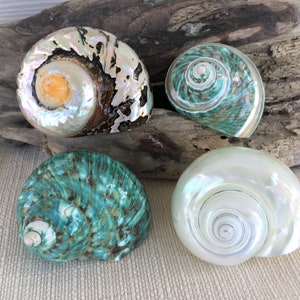 Seashells, Shells, Beach Decor, Hermit Crab Shells, Polished Shells, Turbo Shells, Specimen Shells, Coastal Decor, Beach House Decor