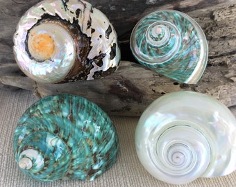 Seashells, Shells, Beach Decor, Hermit Crab Shells, Polished Shells, Turbo Shells, Specimen Shells, Coastal Decor, Beach House Decor