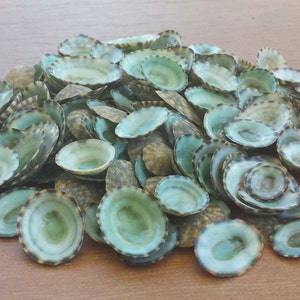 Green Limpet Shells: Coastal Beach Decor, Craft Supplies