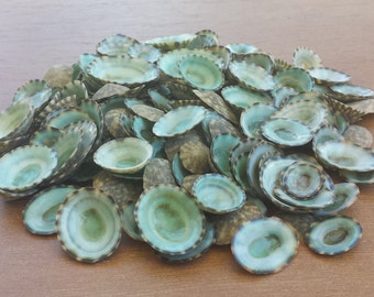 Green Limpet Shells, Beach Decor, Seashells, Shells, Craft Shells, Small Shells, Green Limpet Shells