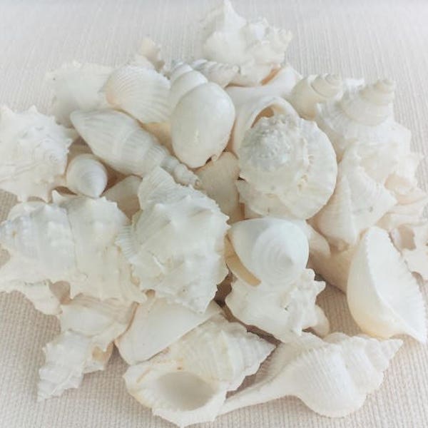 Beach Decor, White Shells, Shells, Seashells, Sea Shells Bulk, White Seashell Mix, White Shell Mix, Bulk Seashells, Seashell Mix