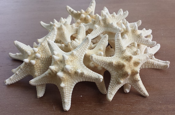 Starfish Small White Knobby Starfish bulk shells- set of 10 Beach Wedding Seashell Bulk Craft Starfish Bulk Craft Beach Decor