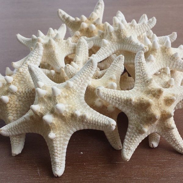 Starfish, Seashells, Shells, Beach Decor, Craft Shells, White Knobby Starfish