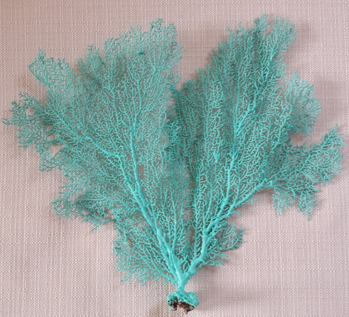 Beach Decor Sea Fan Coral Sea Fan Sea Fans Coastal Decor Etsy