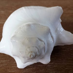 White Shells, (2+) White Sea Shells, Bulk Shells, Beach Decor, Seashells, Shells, Craft Shells, Coastal Decor