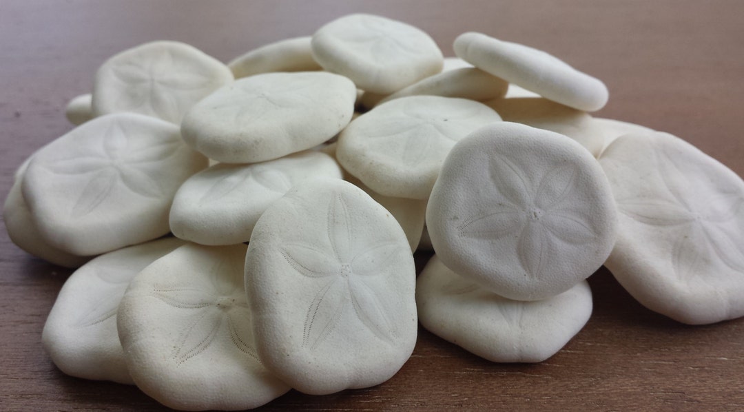 Shell Biscuits Sea Biscuits: Natural Shells for Beach Decor & Crafting - Etsy