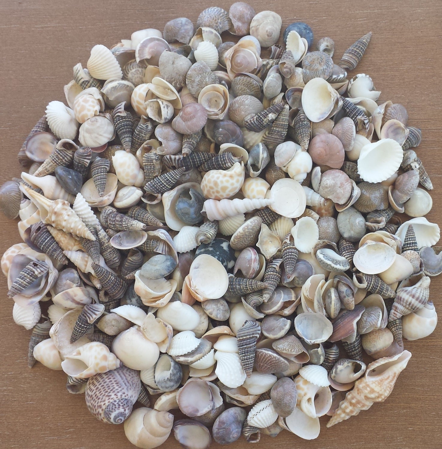Small Single Shells Craft Shells, Sea Shells, Tiny Shells, Small Shells, Beach Decor ...