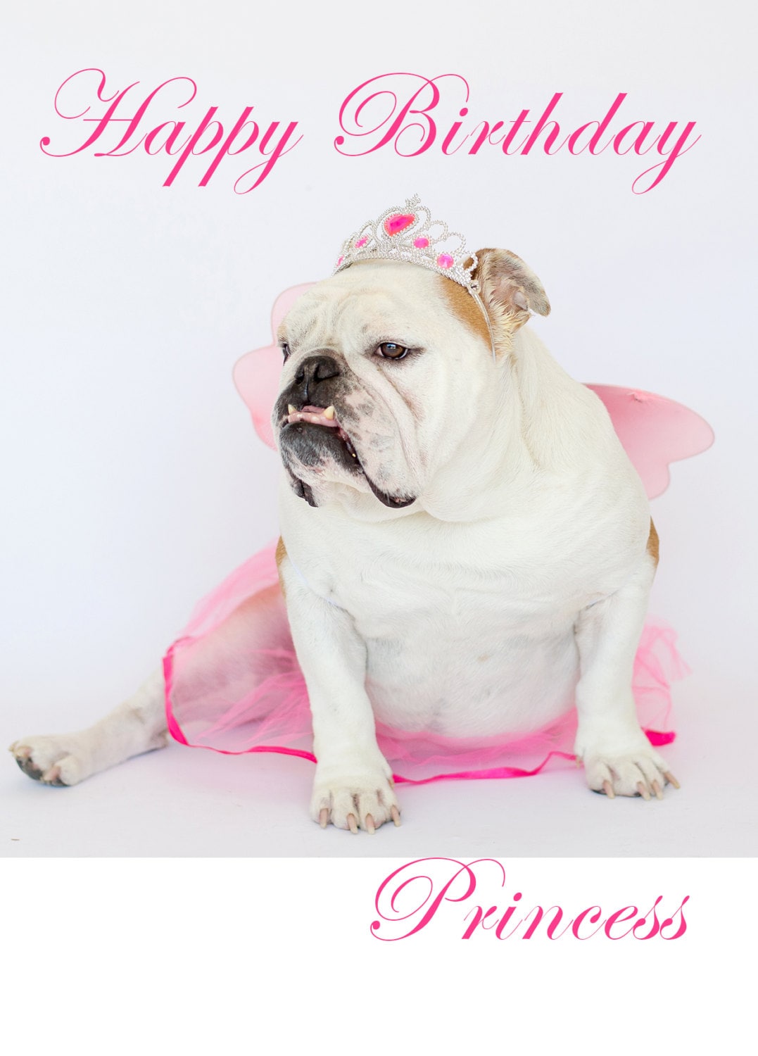 Happy Bulldog birthday pictures Happy Bulldog birthday pictures
