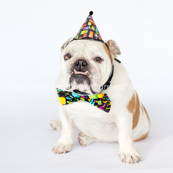 Anniversaire Avec Noeud Chapeau Anglais Bulldog Impression Etsy