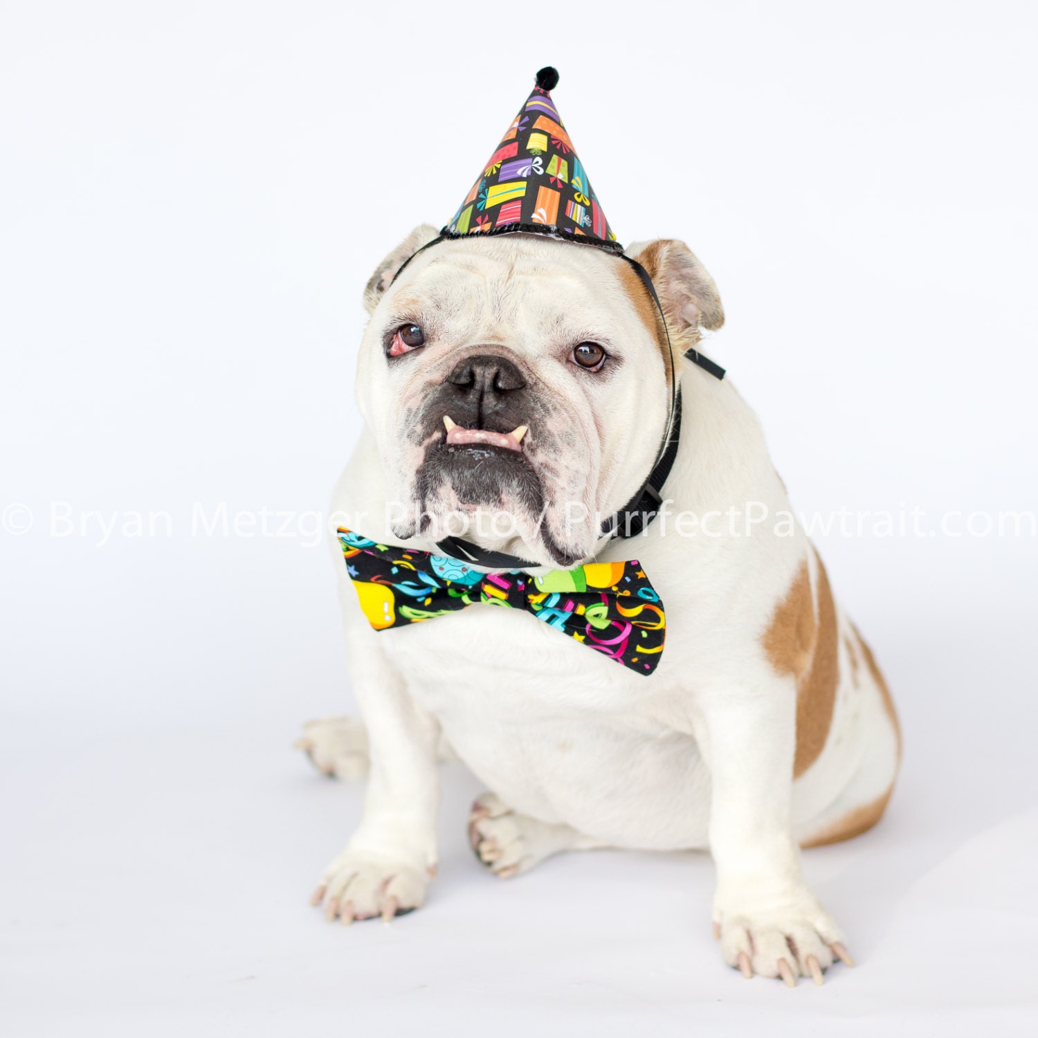 Birthday Bow Tie Hat English Bulldog Print Fine Art Etsy