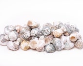 Mexican Turbo Sea Shell Beach Craft Hermit Crab 1 1 2 quot - 2 1 2 quot (24 PCS ) JC-34