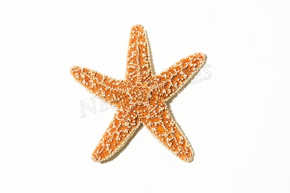 #JC-215 24 pcs NessaStores Sugar Starfish Sea Shell Wedding Real Craft 5-6 #JC-215 24 pcs NessaStores Sugar Starfish Sea Shell Wedding Real Craft 5-6