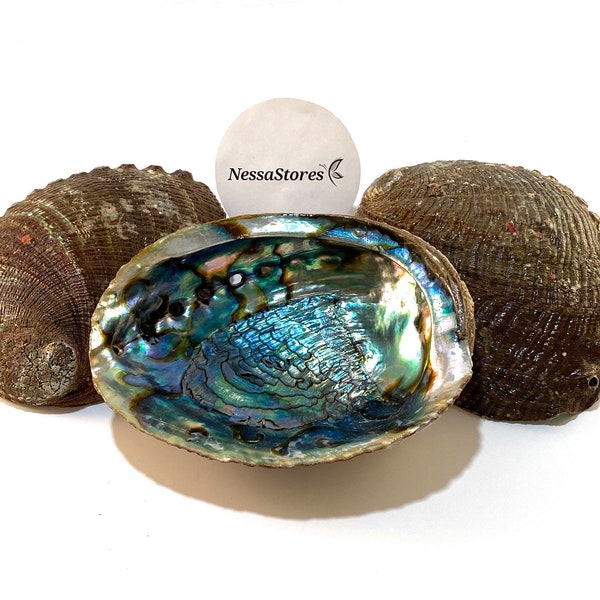NessaStores- Green Abalone Sea Shell One Side Polished Beach Craft 6" - 7" (14 pcs) #JC-018