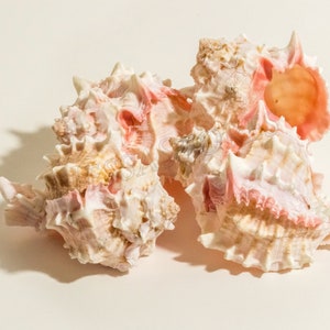 NessaStores- Pink Murex Phyllonotus erythrostomu Hermit Crab Sea Shell 3&quot;-3 1/2&quot; (4 pcs) #JC-040