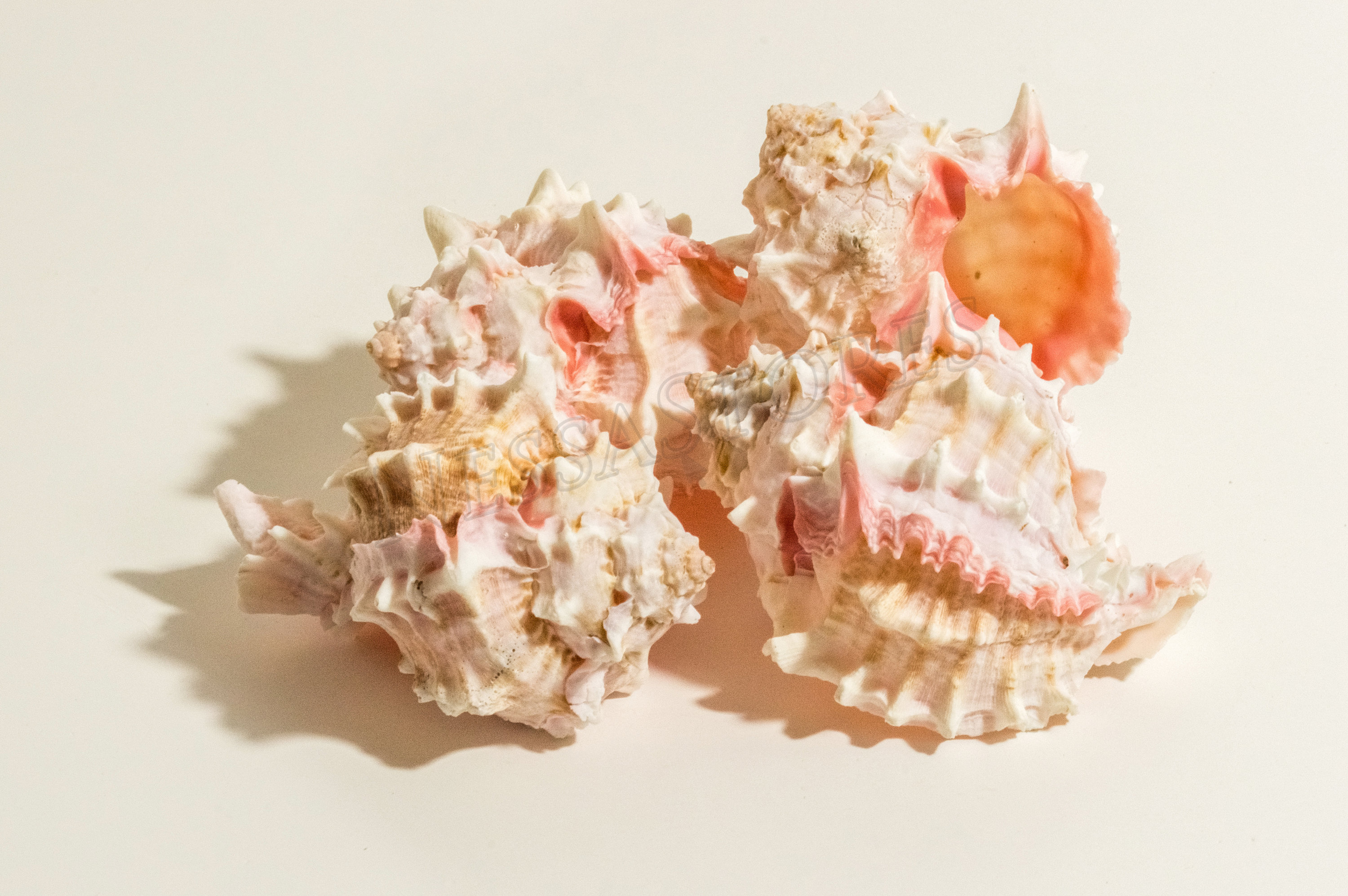 Pink Murex Sea Shells (6 Pieces) | 3.5" - 4" Natural Shells For Hermit Crabs, Crafts, Decor - View #6