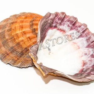 NessaStores- Orange Lion Paw Scallop Nautical Dish Beach Craft Sea Shell 5&quot;- 5 1/2&quot; (1 paar) #JC-028