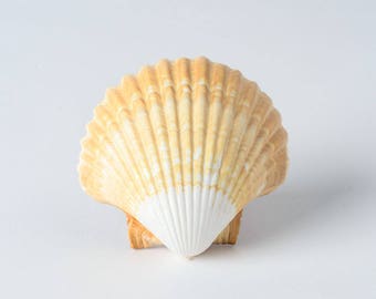 NessaStores- メキシコ産深海貝殻 ビーチクラフト ホタテ貝 2 1/2