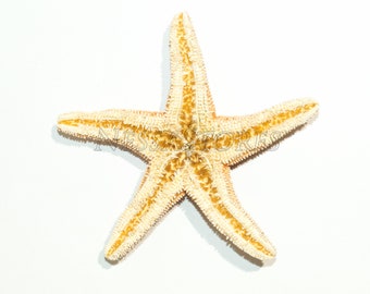 #JC-215 24 pcs NessaStores Sugar Starfish Sea Shell Wedding Real Craft 5-6 #JC-215 24 pcs NessaStores Sugar Starfish Sea Shell Wedding Real Craft 5-6