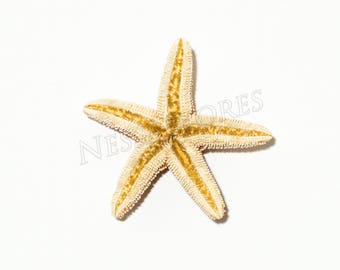 #JC-215 24 pcs NessaStores Sugar Starfish Sea Shell Wedding Real Craft 5-6 #JC-215 24 pcs NessaStores Sugar Starfish Sea Shell Wedding Real Craft 5-6