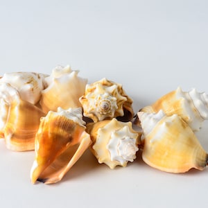 NessaStores- Fighting Conch Sea Shell Beach Home Decor Crafts Wedding (8 pcs) #JC-037