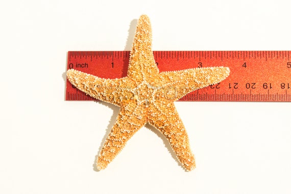 #JC-215 24 pcs NessaStores Sugar Starfish Sea Shell Wedding Real Craft 5-6 #JC-215 24 pcs NessaStores Sugar Starfish Sea Shell Wedding Real Craft 5-6