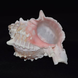 NessaStores Pink Murex Phyllonotus erythrostomu Hermit Crab Sea Shell 4 1/2" - 5" ( 1 pc) #JC-208