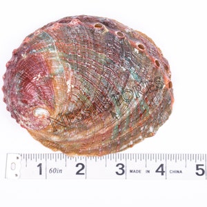 Puede incluir: Una gran concha de abulón iridiscente con un patrón de color marrón rojizo, verde y blanco. La concha tiene aproximadamente 7,6 cm de diámetro y tiene varios agujeros pequeños a lo largo del borde.