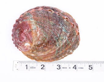 NessaStores Threaded Abalone Sea Shell One Side Polished Beach Craft 4" - 5" (1 pc) #JC-155