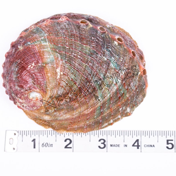 NessaStores Threaded Abalone Sea Shell One Side Polished Beach Craft 4" - 5" (1 pc) #JC-155