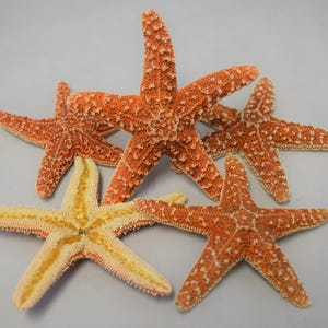 NessaStores- Sugar StarFish Sea Shell Wedding Real Craft 4" - 6" (5 pezzi) #JC-215