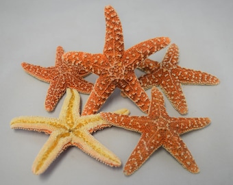NessaStores- Sugar StarFish Sea Shell Wedding Real Craft 4&quot; - 6&quot; (5 pcs) #JC-215