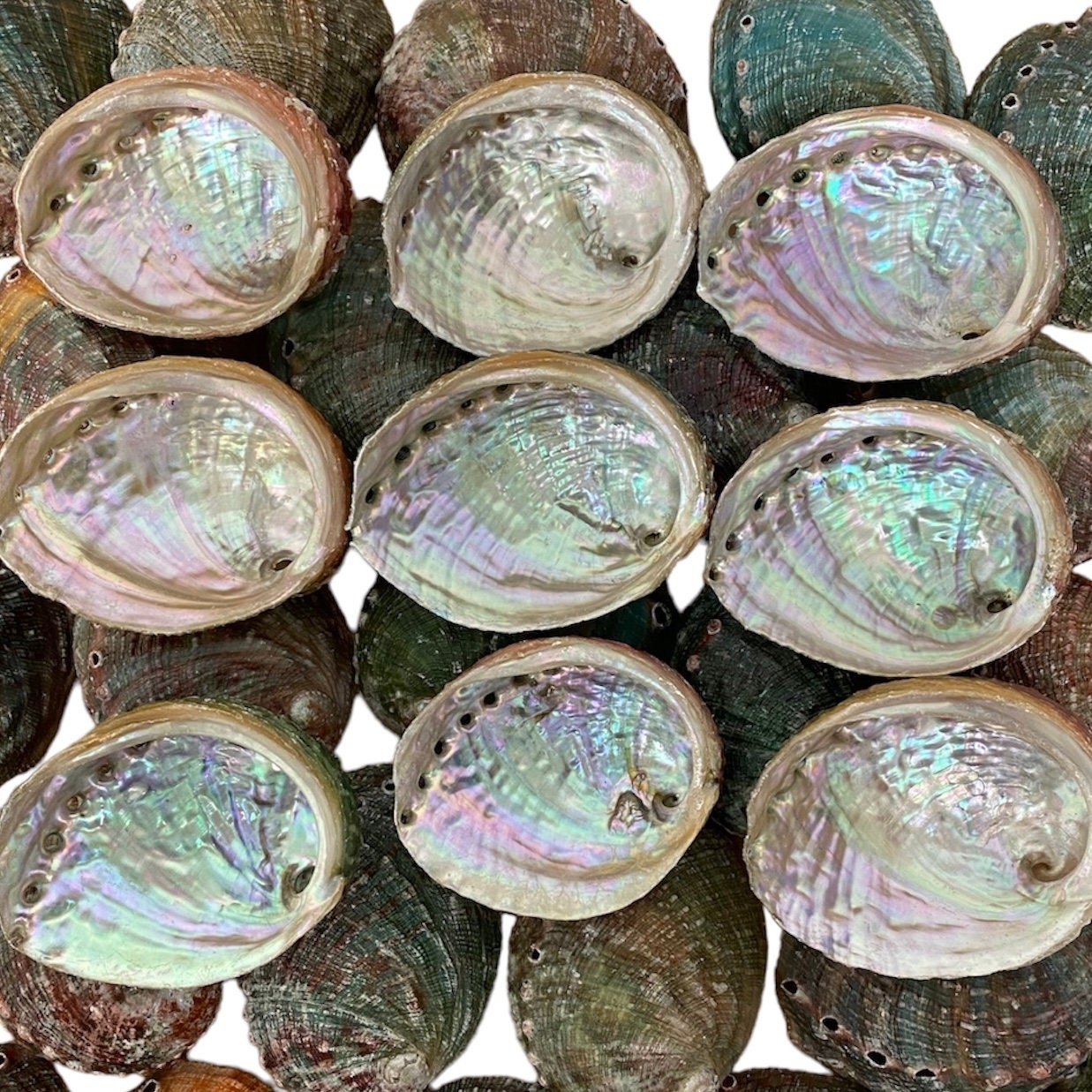 Smuge Shell Nessastores Abalone Shells 2.5 to 3.5 Inches | Beautiful All Natural ...