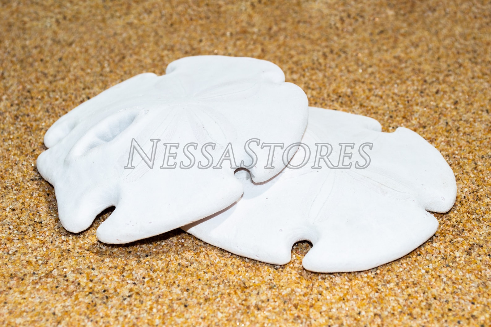 White Shell Arrow Head Nessastores- White Real Arrowhead Sand Dollar Sea Shell Craft Weddings ...