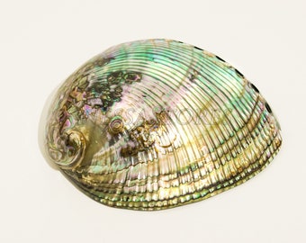 NessaStores Green Abalone Sea Shell Both Side Polished Beach Craft 6" - 7" ( 1 pc) #JC-67