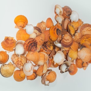 NessaStores- Orange Pecten Sea Shell Beach Craft Jakobsmuschel 2 &quot;- 3&quot; (50 stück) #JC-031