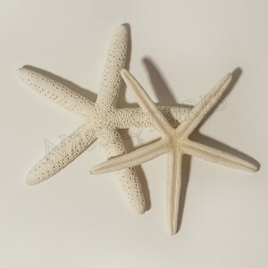 May include: Two off-white starfish, one with six arms and the other with five, are arranged on a light background. The starfish have a textured surface and cast shadows, suggesting a beach or coastal theme.