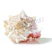 Pink Murex Sea Shells (6 Pieces) | 3.5" - 4" Natural Shells For Hermit Crabs, Crafts, Decor - View #3