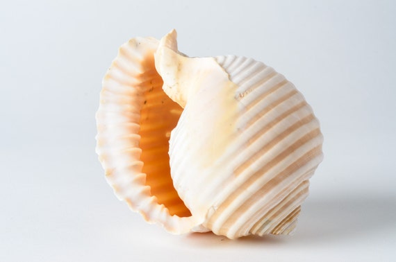 Grinning Tun Tonna Sea Shell Beach Decor 5/" 6/" 3 PCS #JC-75