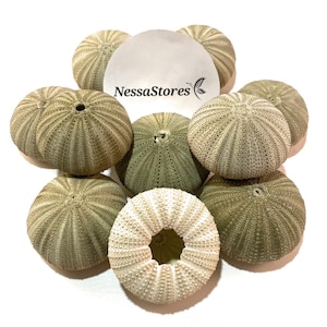 NessaStores- Grüne Seeigel Muscheln Strand Hochzeit Wassermann 1 &quot;- 2&quot; (6 Stück) #JC-029