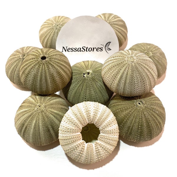 NessaStores Green Sea Urchins Seashells Beach Wedding Nautical Craft 1" - 2" (6 pcs) #JC-29