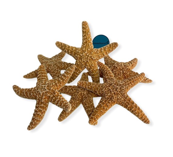 Nessastores Sugar Starfish Sea Shell Wedding Real Craft Etsy