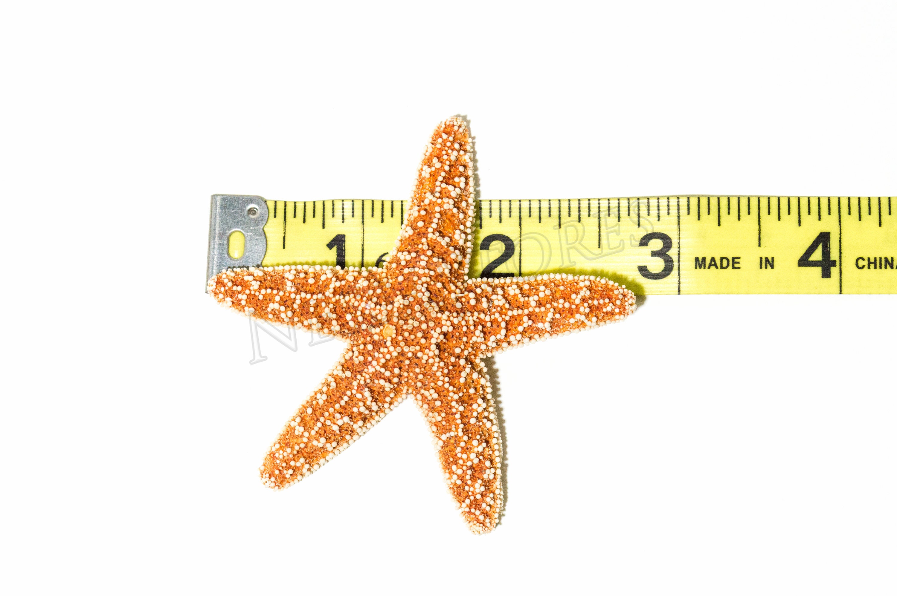 #JC-215 24 pcs NessaStores Sugar Starfish Sea Shell Wedding Real Craft 5-6 #JC-215 24 pcs NessaStores Sugar Starfish Sea Shell Wedding Real Craft 5-6