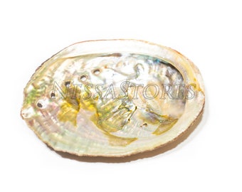 NessaStores- アワビ貝殻ビーチクラフト 3インチ - 4インチ (3個) #JC